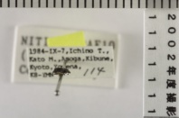 昆虫類