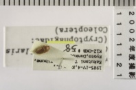 昆虫類