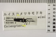 昆虫類