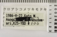 昆虫類