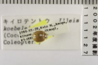 昆虫類