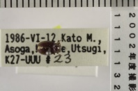 昆虫類
