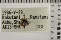 昆虫類