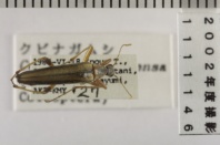 昆虫類