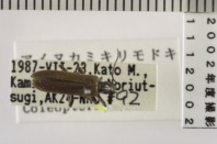 昆虫類