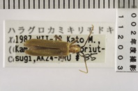 昆虫類
