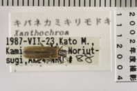 昆虫類