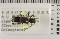昆虫類