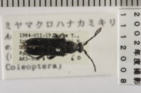 昆虫類