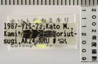 昆虫類
