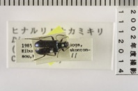 昆虫類