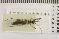 昆虫類