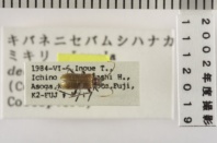 昆虫類