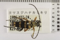 昆虫類