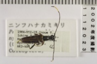 昆虫類