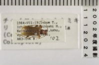 昆虫類