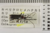 昆虫類