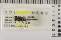 昆虫類