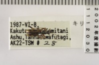 昆虫類