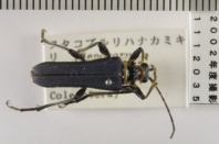 昆虫類