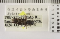 昆虫類