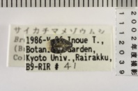 昆虫類