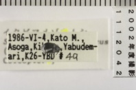 昆虫類
