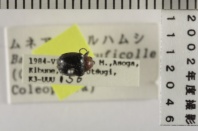 昆虫類