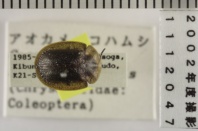昆虫類