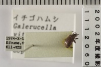 昆虫類