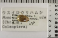 昆虫類
