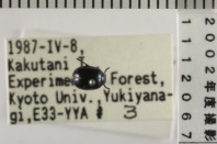 昆虫類