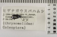 昆虫類