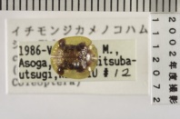 昆虫類