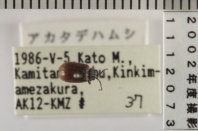 昆虫類