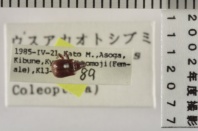 昆虫類