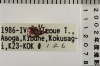 昆虫類
