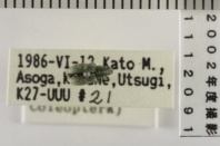 昆虫類