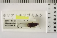 昆虫類