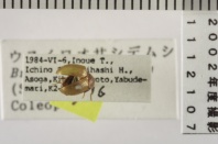 昆虫類