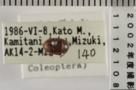 昆虫類