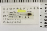 昆虫類