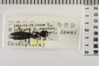 昆虫類