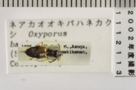 昆虫類