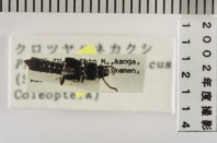 昆虫類