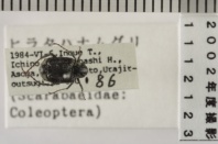 昆虫類