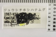 昆虫類