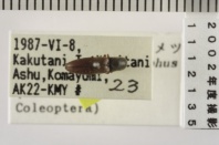 昆虫類