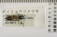 昆虫類