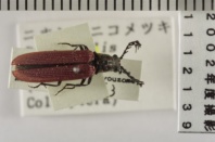 昆虫類